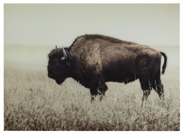 Picture of Brutus - Lone Bison Wall Art