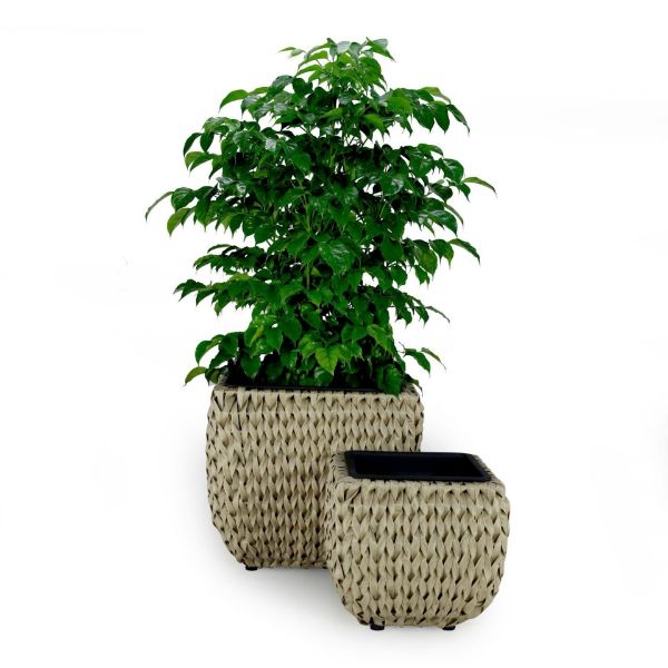 Picture of Rattan Planters - Cream Set of Two